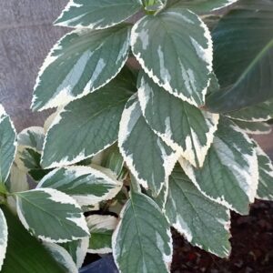Hortensia variegada 10 lts