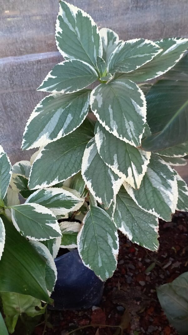 Hortensia variegada 10 lts