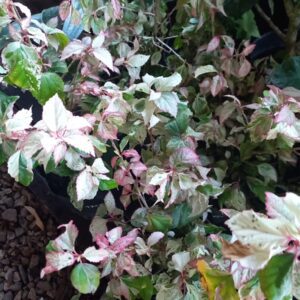 Juvenil variegado tricolor 3 lts