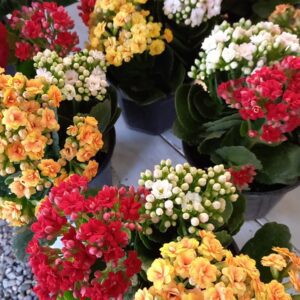 Kalanchoe M15