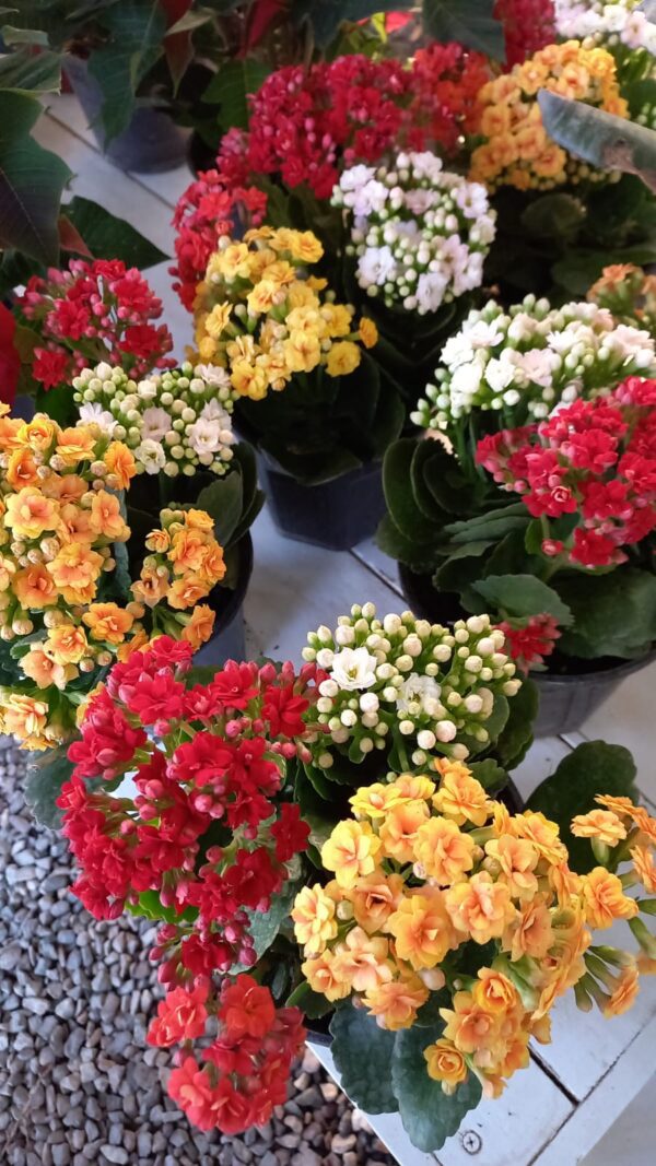 Kalanchoe M15
