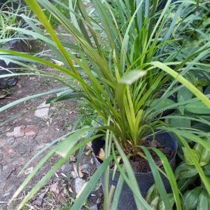 Liriope majestic (gigante)