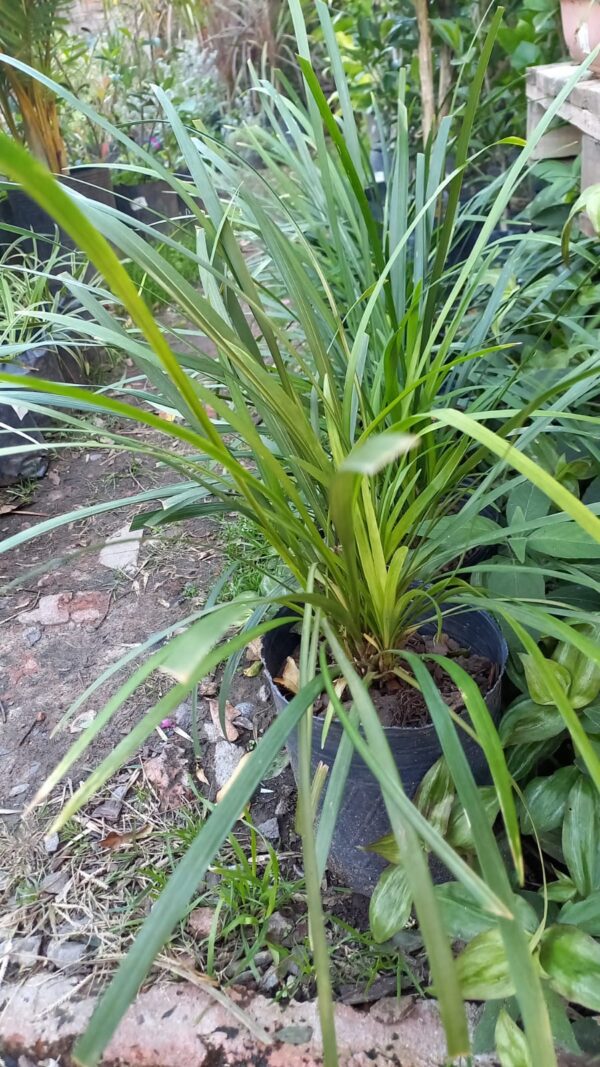 Liriope majestic (gigante)
