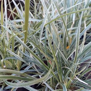 Liriope variegado gigante