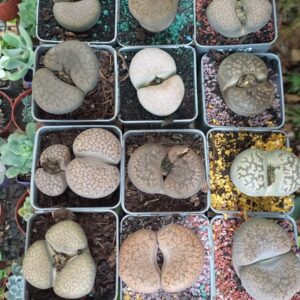 Lithops