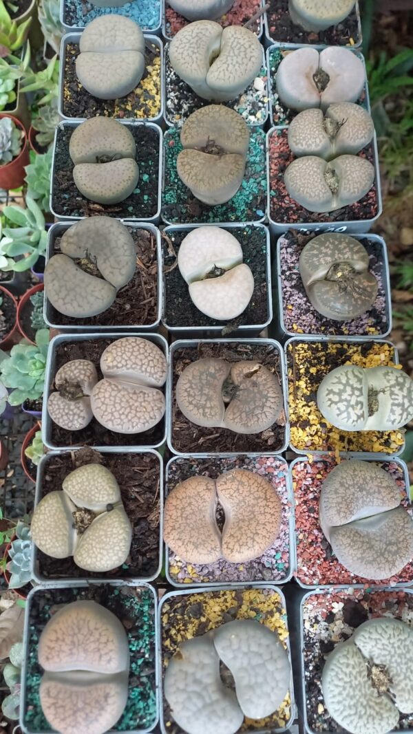 Lithops