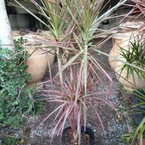 Dracaena marginata tricolor 10 lts