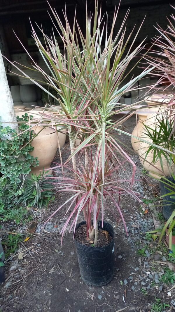 Dracaena marginata tricolor 10 lts