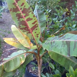 Bananero variegado (Mussa)