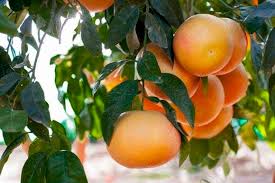 Pomelo rojo