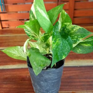 Pothus verde y amarillo S12