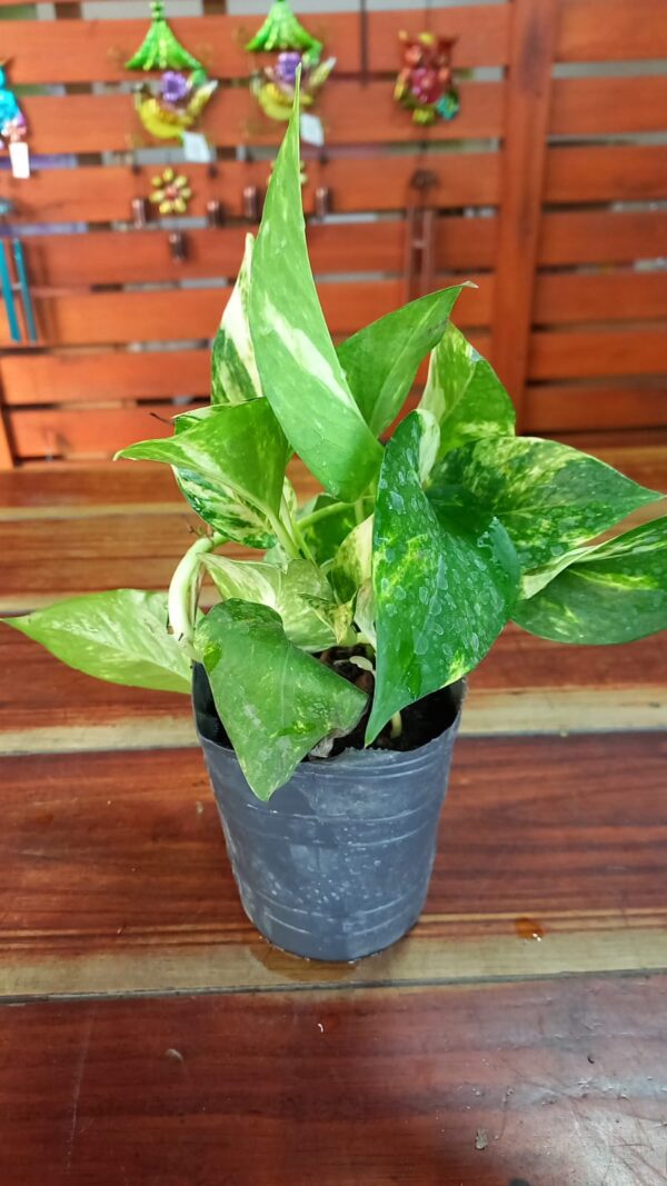 Pothus verde y amarillo S12