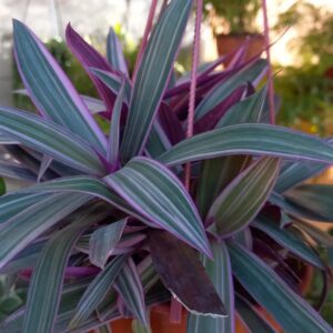 Tradescanthia Sitara M15