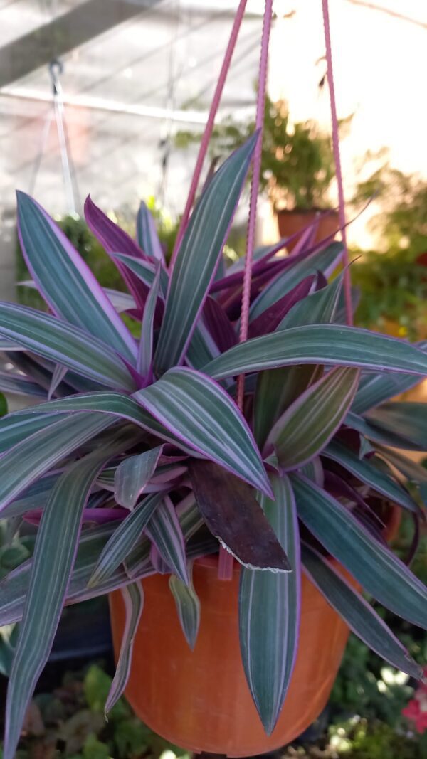Tradescanthia Sitara M15