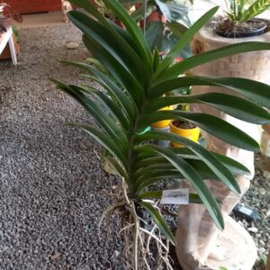 Orquidea Vanda