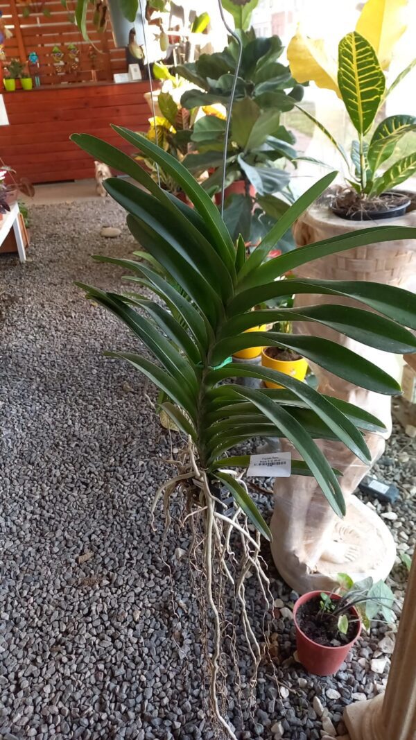 Orquidea Vanda