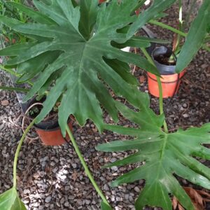 Philodendro Wambe (Mayoi) 3 lts