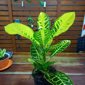 Croton M15