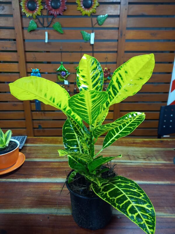 Croton M15