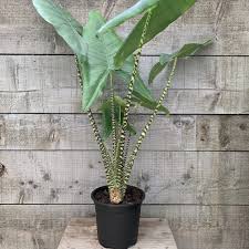 Alocasia zebrina M18