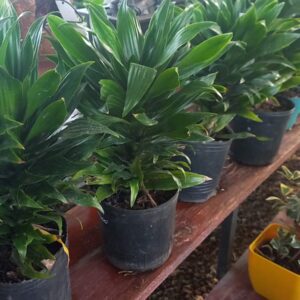 Dracaena compacta 3 lts