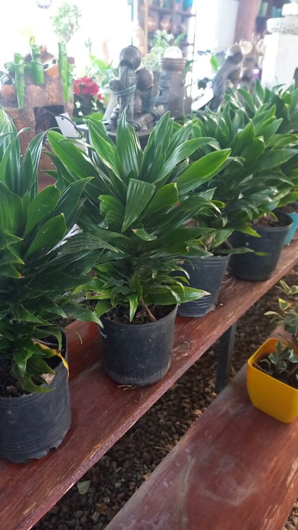 Dracaena compacta 3 lts