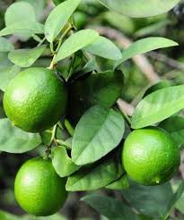 Limon sutil