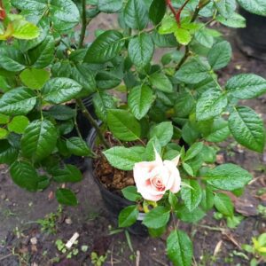 Mini rosa 3 lts