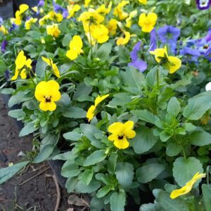Plantines