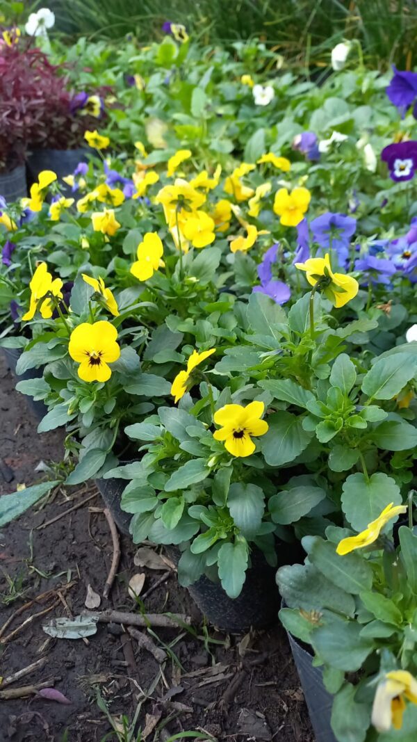 Plantines