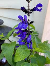 Salvia guaranitica 3 lts