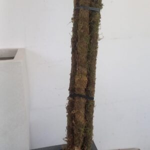 Tutor con musgo 100 cm