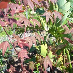 Acer atropurpurea 10 lts