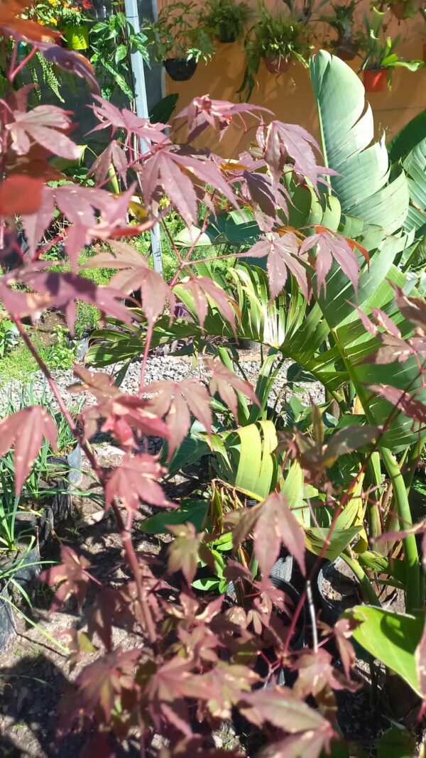 Acer atropurpurea 10 lts