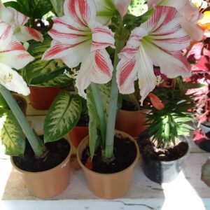 Amaryllis M19