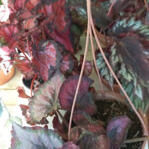 Begonia Rex M13
