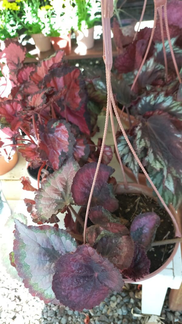Begonia Rex M13