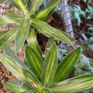 Dracaena reflexa Jamaica M12