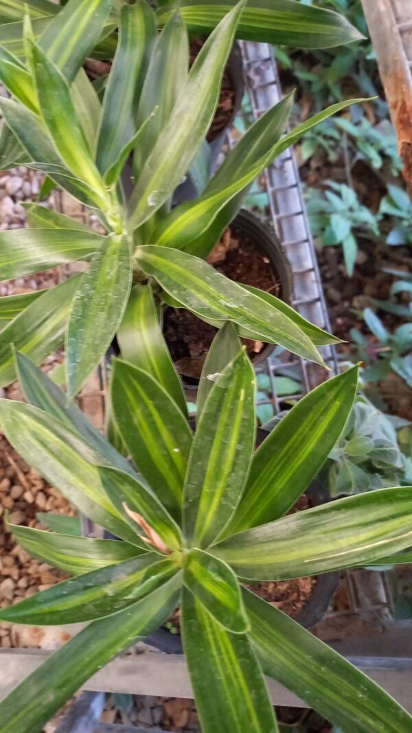 Dracaena reflexa Jamaica M12