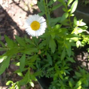Erigeron 3 lts