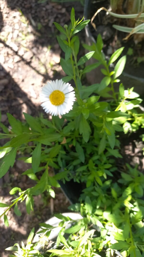 Erigeron 3 lts