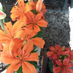 Lillium
