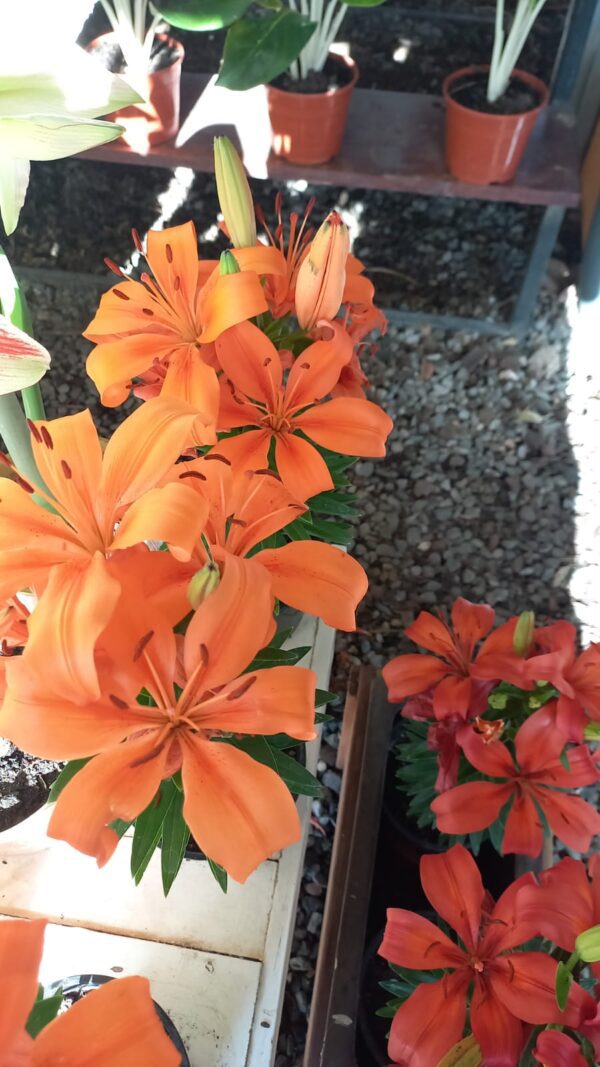 Lillium