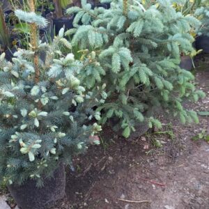 Picea glauca 10 lts