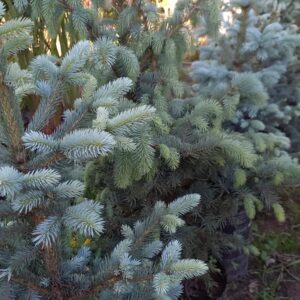 Picea glauca 15 lts