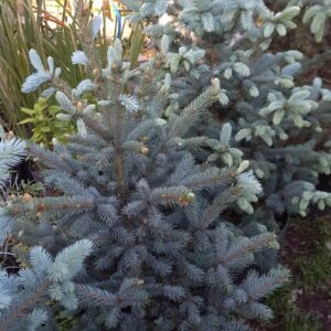 Picea glauca 20 lts