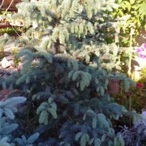 Picea glauca 30 lts