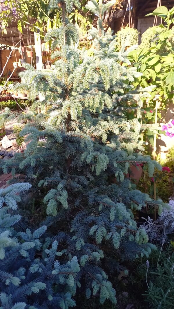 Picea glauca 30 lts