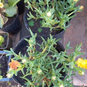 Rayito de sol 3 lts