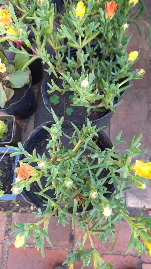 Rayito de sol 3 lts